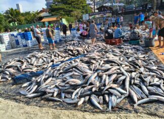 Senador Hermes Klann apresenta projeto para derrubar portaria que limita pesca da tainha e defende pescadores artesanais