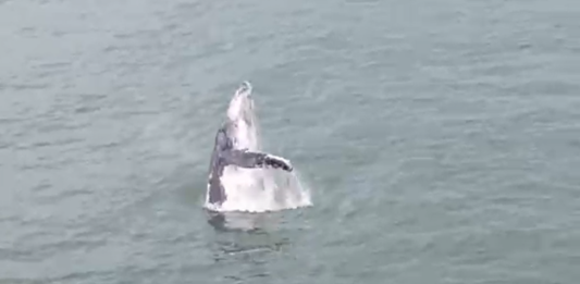 Baleia-jubarte dá show e transforma manhã em espetáculo na costa de Barra Velha