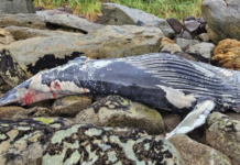 Carcaça de baleia-jubarte encalha em costão rochoso de São Francisco do Sul