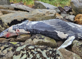 Carcaça de baleia-jubarte encalha em costão rochoso de São Francisco do Sul
