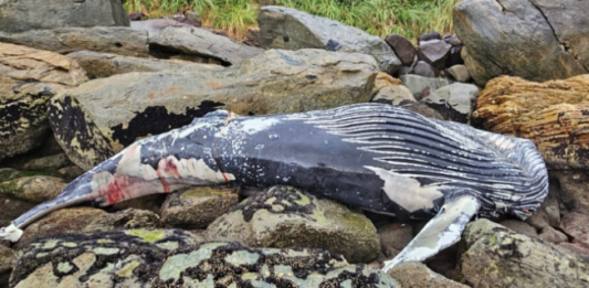 Carcaça de baleia-jubarte encalha em costão rochoso de São Francisco do Sul