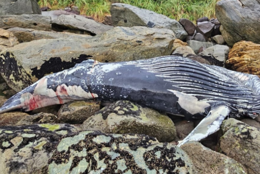 Carcaça de baleia-jubarte encalha em costão rochoso de São Francisco do Sul