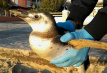 Mais de 600 pinguins-de-magalhães encalham no Litoral Norte de SC durante período migratório