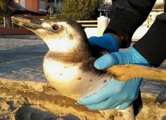 Mais de 600 pinguins-de-magalhães encalham no Litoral Norte de SC durante período migratório