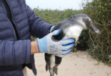 IAN orienta população sobre presença de pinguins nas praias do município