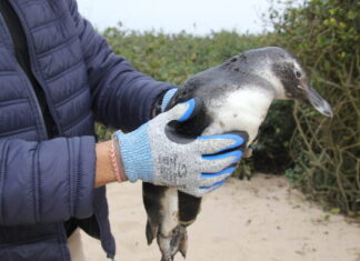 IAN orienta população sobre presença de pinguins nas praias do município