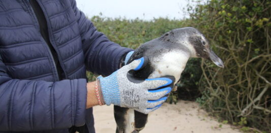 IAN orienta população sobre presença de pinguins nas praias do município