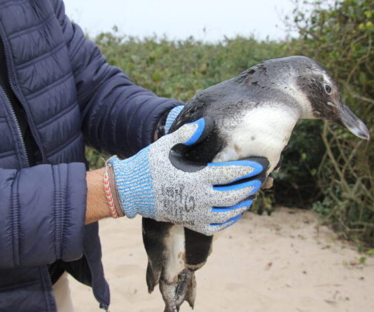 IAN orienta população sobre presença de pinguins nas praias do município