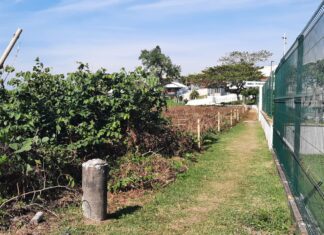 Nova supressão de vegetação de restinga é denunciada na Praia do Sol, em Barra Velha