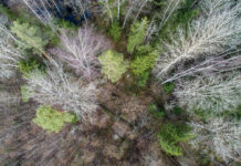 Penha regulamenta procedimentos para corte de árvores e vegetação com nova instrução normativa