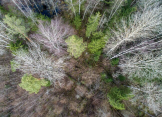 Penha regulamenta procedimentos para corte de árvores e vegetação com nova instrução normativa