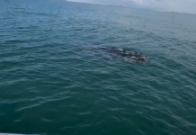 Baleia-jubarte encanta casal durante passeio de barco em Itapoá
