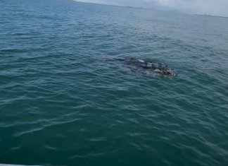 Baleia-jubarte encanta casal durante passeio de barco em Itapoá
