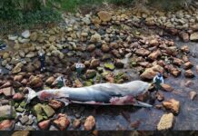 Carcaça de baleia é removida em Itapema e passa por necropsia para identificar causa da morte