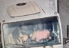 Crianças são flagradas sendo transportadas sem segurança na Via Expressa em Florianópolis