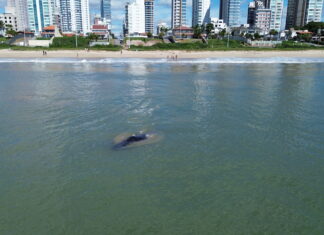 Baleia é avistada na praia de Balneário Piçarras