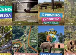Perfil compartilha cotidiano de adaptação da elefanta que deixou o Beto Carrero World