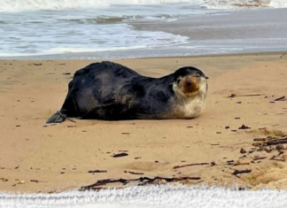 Lobo-marinho-subantártico resgatado em Barra Velha morre após infecção por cinomose