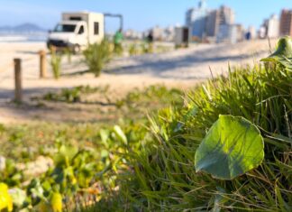 Prefeitura inicia implantação de restinga na Praia do Gravatá em Navegantes