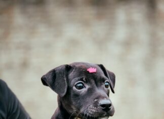 Feira de Adoção terá mais de 10 cachorros disponíveis em Balneário Piçarras