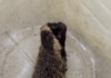 Furão-pequeno resgatado em lavanderia de Barra Velha é devolvido à natureza em Piçarras
