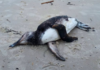 PMP-BS registra aumento de encalhes de animais marinhos no litoral de SC