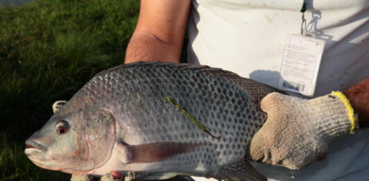 Plenário aprova projeto sobre a inclusão de peixe na merenda das escolas estaduais